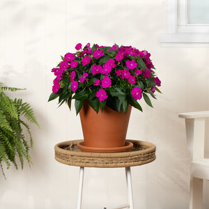 annual floral plant