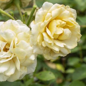 yellow floral plants