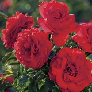 red floral plant