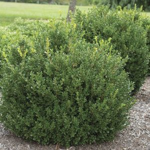 hedge shrub