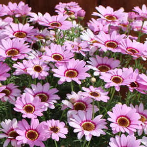 perennial floral plants