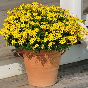perennial floral plants