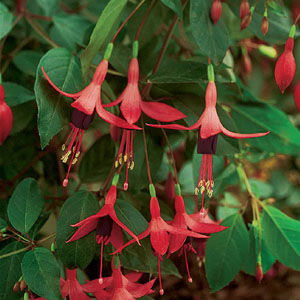 perennial floral plants
