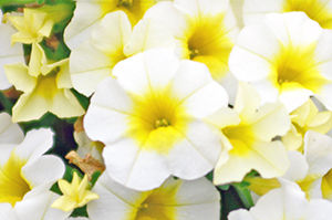 perennial floral plants