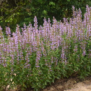 perennial floral plants