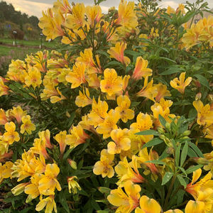 perennial floral plants