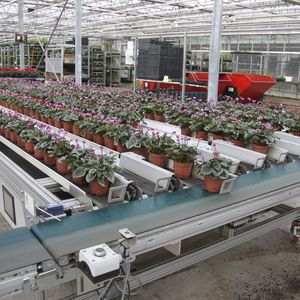 potted plant sorting machine