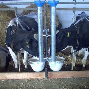 cow feeding equipement