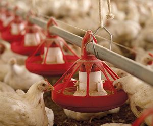 poultry feeding equipement