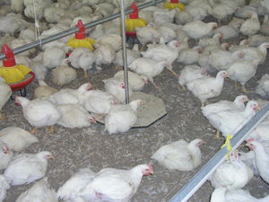 poultry weighing system