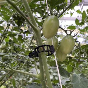 plastic plant support clip