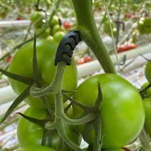 plastic plant stake