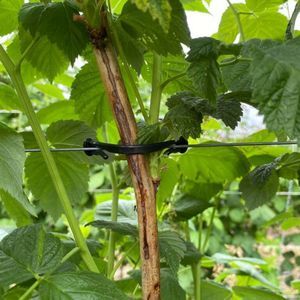 plastic wire clip