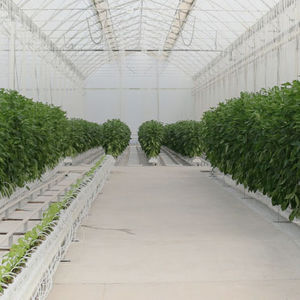 multi span greenhouse