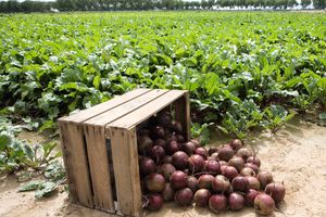 sugar beet seeds