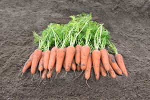 mid-late carrot seeds