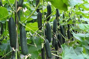 very early cucumber seeds