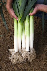 early leek seeds