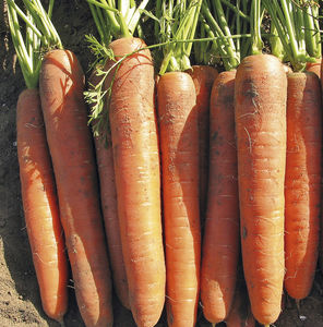 early carrot seeds