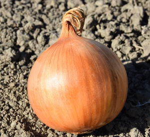 very early onion seeds