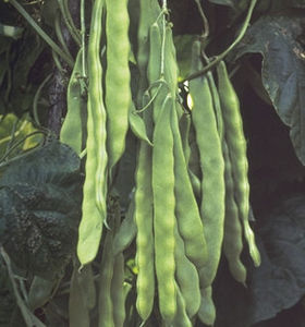 medium early bean seeds