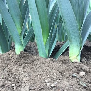 early leek seeds