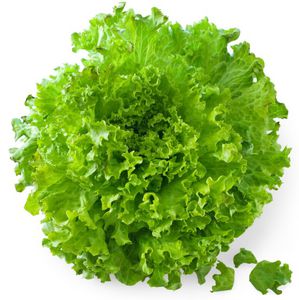 mosaic virus resistant lettuce seeds