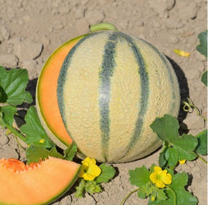 early melon seeds