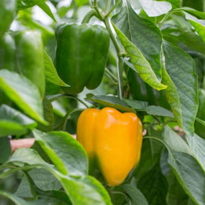 early pepper seeds