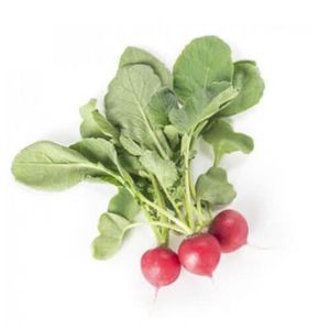 spring radish seeds