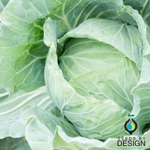 annual cabbage seeds