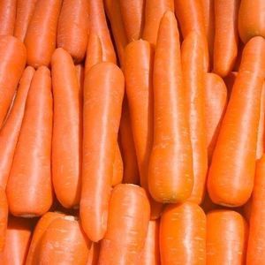 annual carrot seeds
