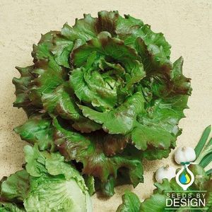 annual lettuce seeds