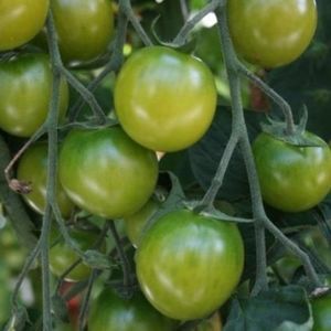 green cherry tomatoes