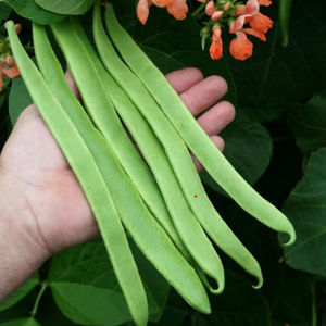early bean seed 1