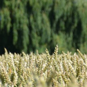 early wheat seed 1