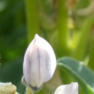early lupine seed 1