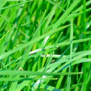 perennial ryegrass fodder 1
