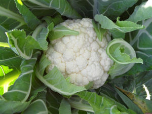 cauliflower seeds