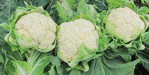 mid-late cauliflower seeds