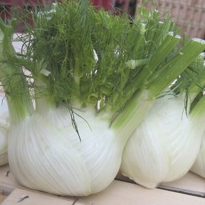 early fennel seeds