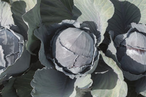 autumn cabbage seeds