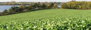 radish cover crop