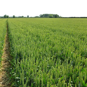winter wheat seed