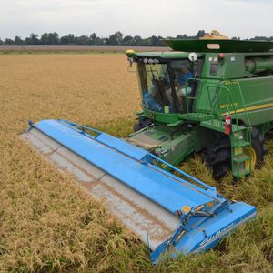 rice harvesting header