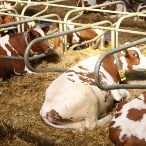 heifer free stall