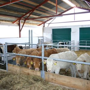 cows feeder panel