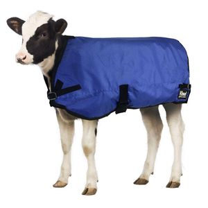 calf blanket