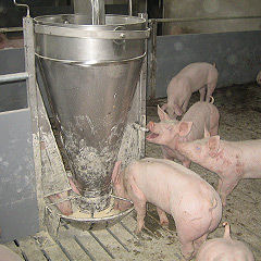 pig hopper feeder