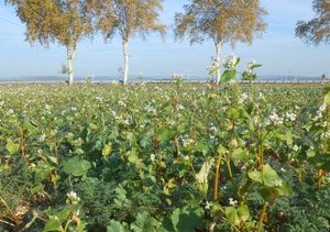 mixture cover crop